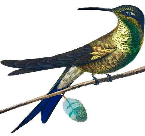 Cuban hummingbirds