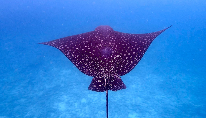 Stingray by Lauren Lassiter